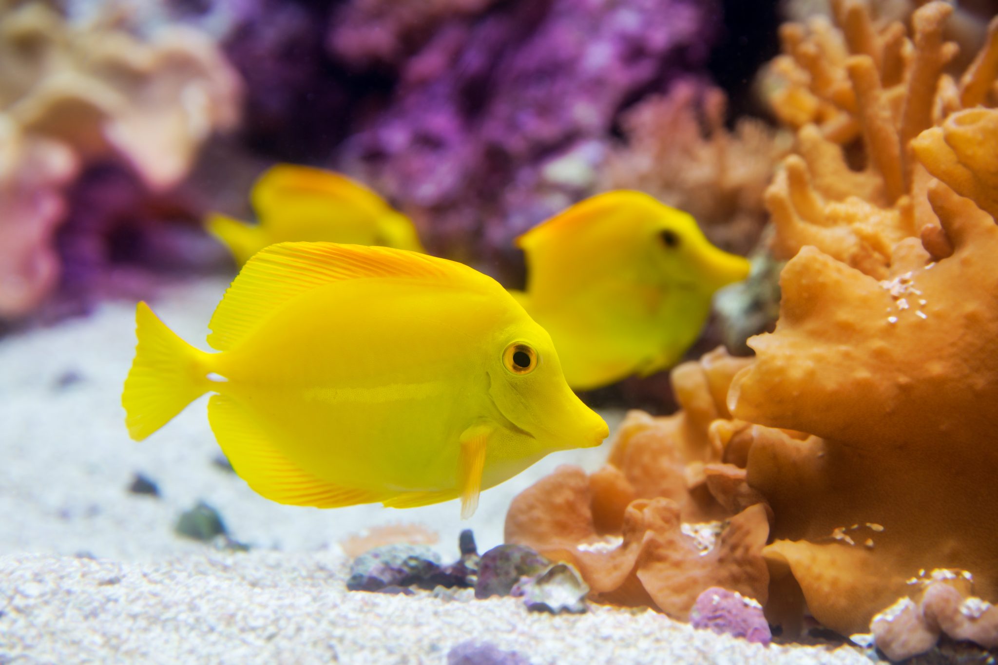 Yellow Tang / Yellow Surgeonfish - Waterworld Aquatics