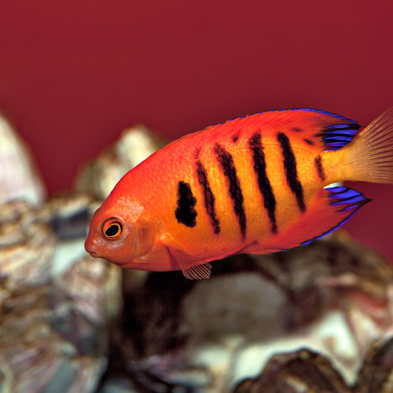 Waterworld Aquatics Glasgow - Tropical & Marine Livestock